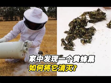 蜜蜂 築巢 風水|2024蜂巢處理最新指南